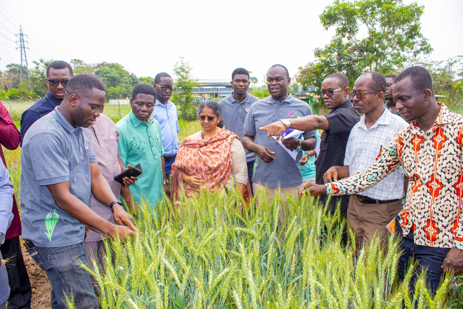 REVOLUTIONARIZING WHEAT PRODUCTION IN GHANA: CSIR-CRI AND ARIMA FARMS LEAD THE WAY