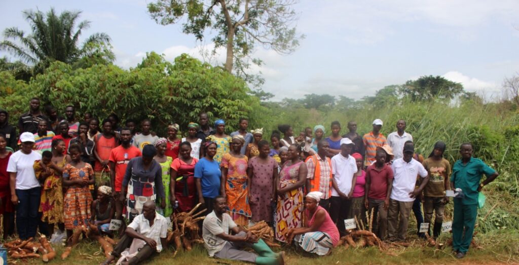 CASSAVA FARMERS EXPOSED TO HEALTHY IMPROVED CASSAVA VARIETIES AND PLANTING MATERIALS FOR PRODUCTION